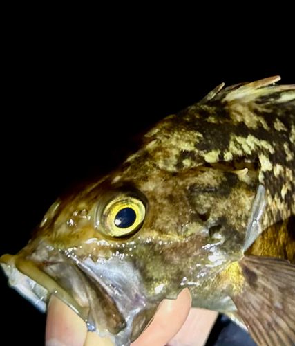 クロソイの釣果