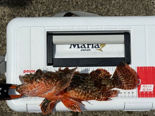 オニカサゴの釣果