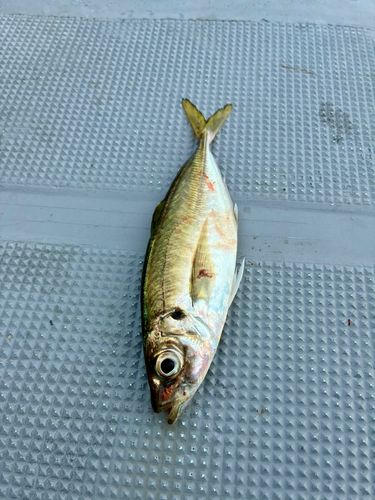 シロアマダイの釣果
