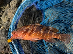 キジハタの釣果