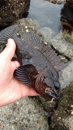 オウゴンムラソイの釣果