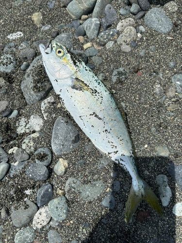 ワカシの釣果