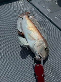 シロアマダイの釣果
