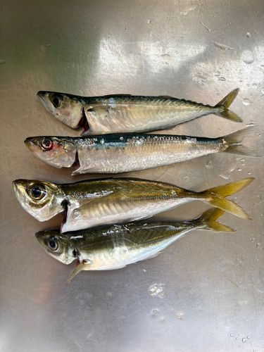 アジの釣果