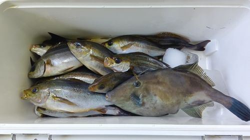 イサキの釣果
