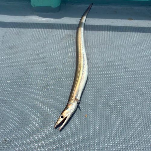 ハモの釣果