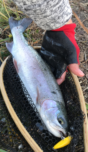 ニジマスの釣果