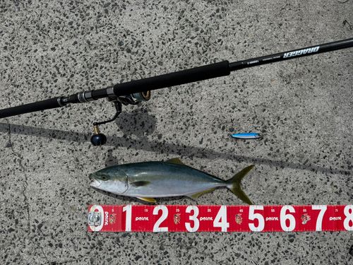 ハマチの釣果