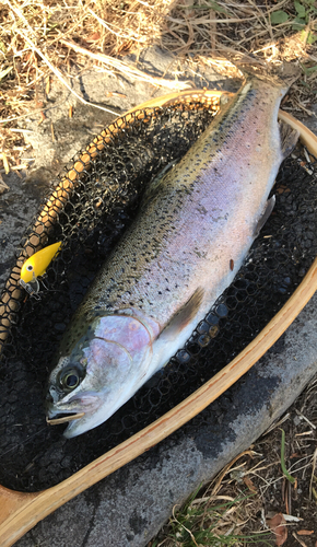 ニジマスの釣果