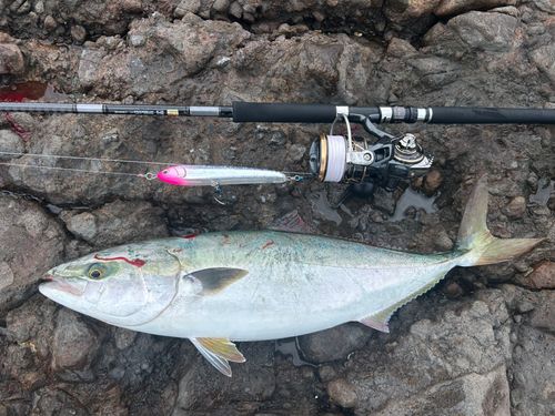 ワラサの釣果