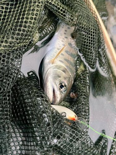 ヤマメの釣果