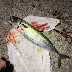 マサバの釣果