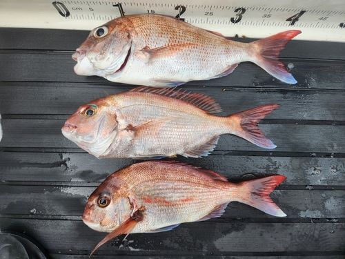 マダイの釣果