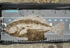 ヒラメの釣果