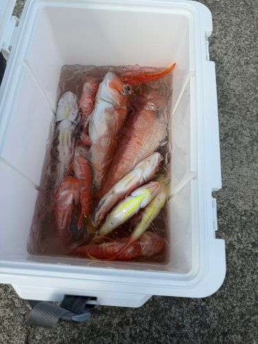 釣果