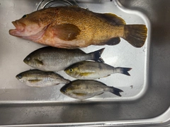 イサキの釣果