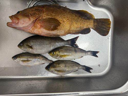 イサキの釣果