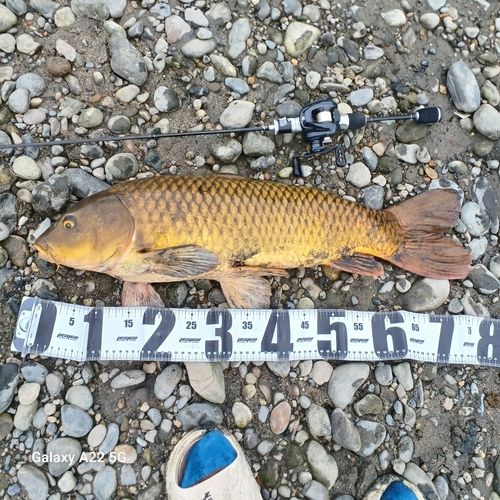 静岡県で釣れたライギョの釣り・釣果情報 - アングラーズ | 釣果600万