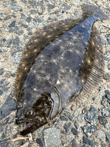 ヒラメの釣果