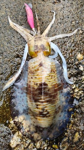 アオリイカの釣果