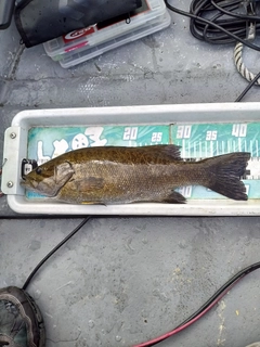 スモールマウスバスの釣果