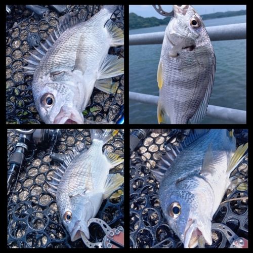 キビレの釣果