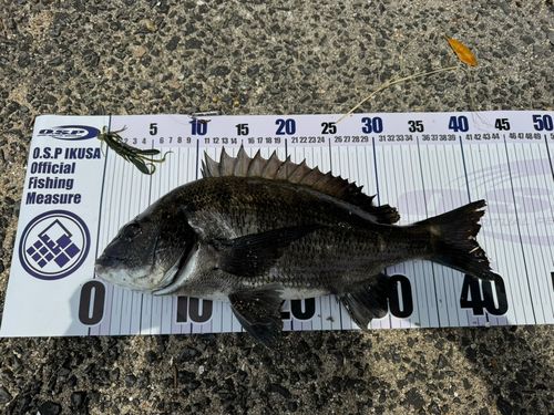 チヌの釣果