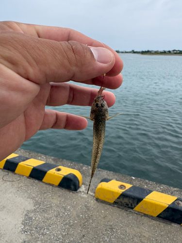ハゼの釣果
