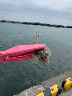 メゴチの釣果