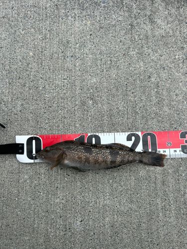 アイナメの釣果