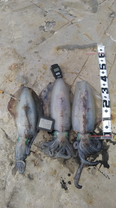 アオリイカの釣果