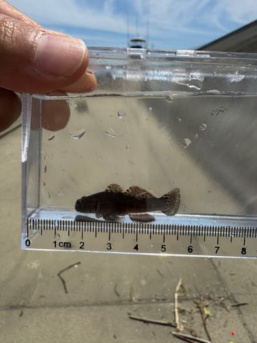 チチブの釣果