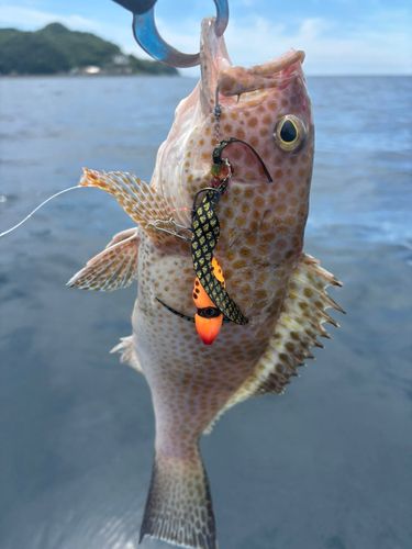 オオモンハタの釣果