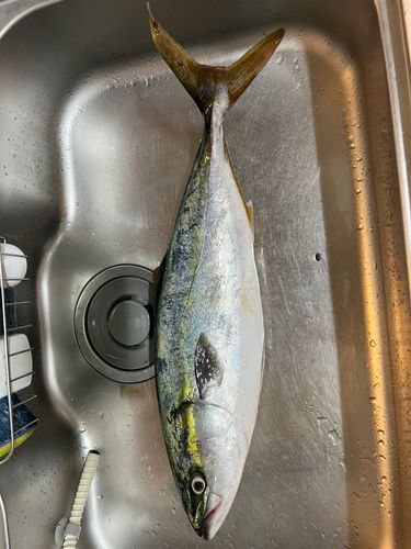 ガンドの釣果
