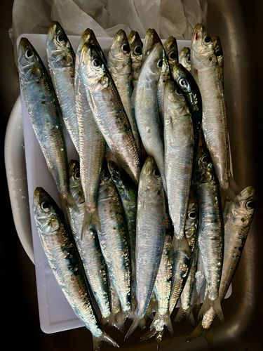 イワシの釣果