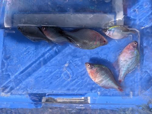 タイリクバラタナゴの釣果