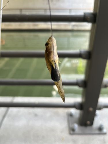 ハゼの釣果