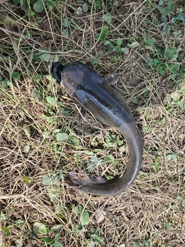 ナマズの釣果