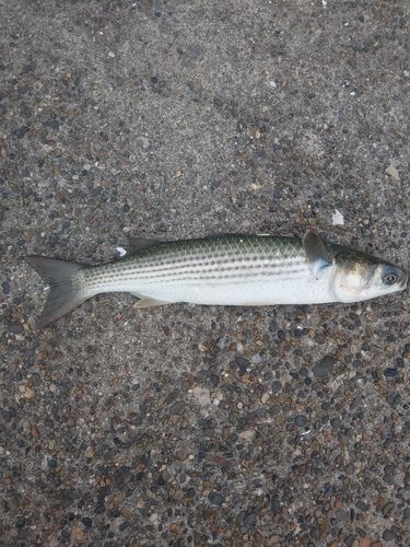 ボラの釣果