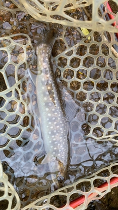 アメマスの釣果