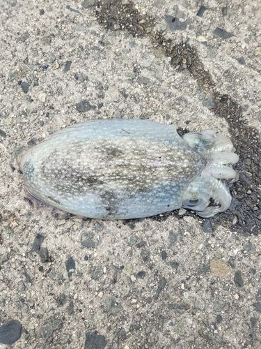 シリヤケイカの釣果
