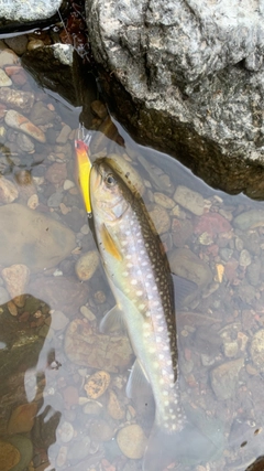 アメマスの釣果