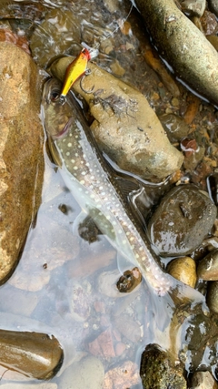 アメマスの釣果