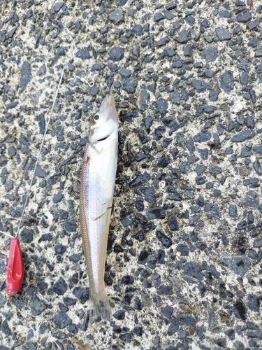 キスの釣果