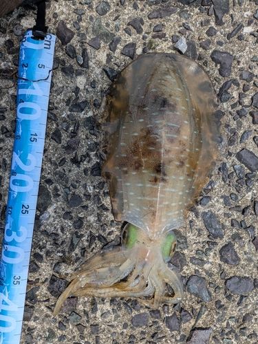 アオリイカの釣果