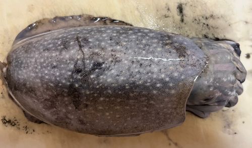 シリヤケイカの釣果