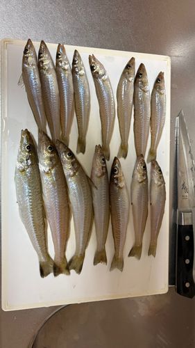 キスの釣果