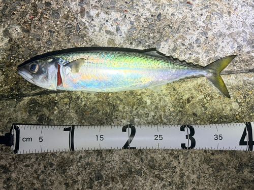 サバの釣果