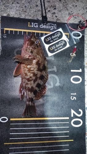 カサゴの釣果