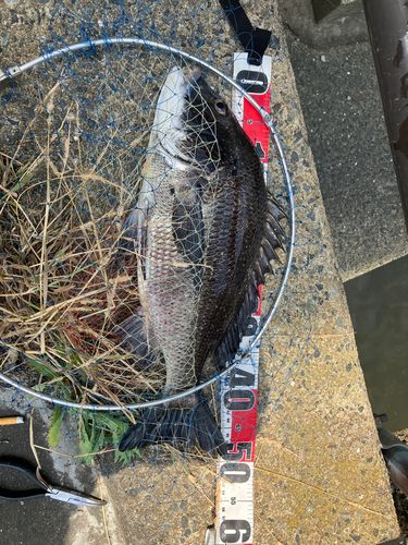 チヌの釣果